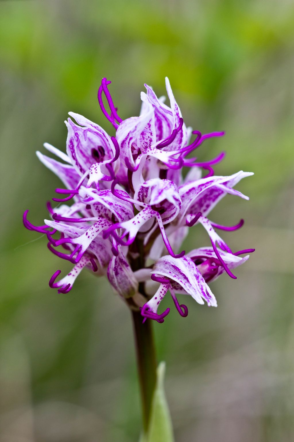 Orchis simia